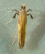 Image of Azalea leafminer