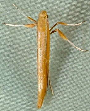 Image of Caloptilia alnicolella (Chambers 1875)