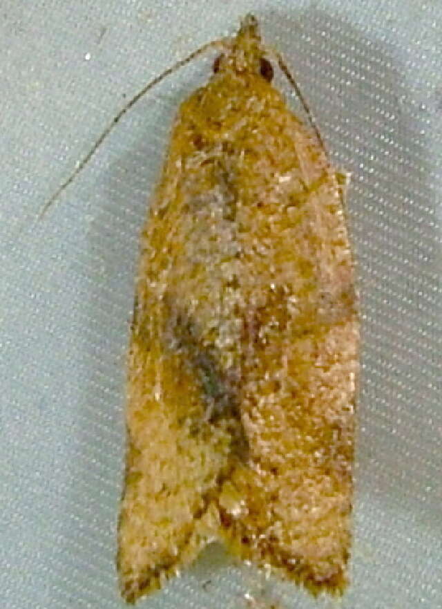 Image of Orange Tortrix