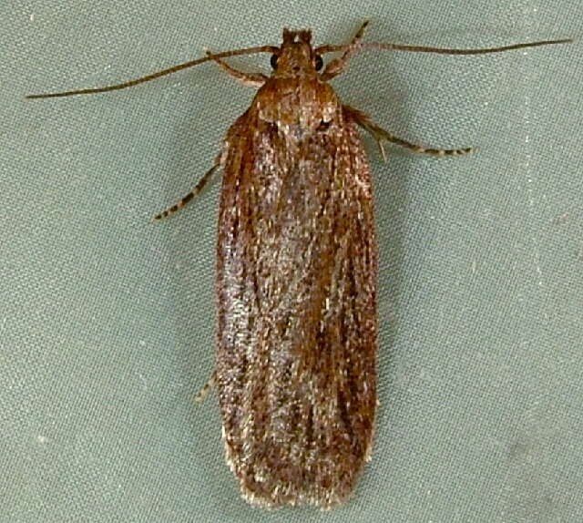 Image of <i>Depressaria daucella</i>