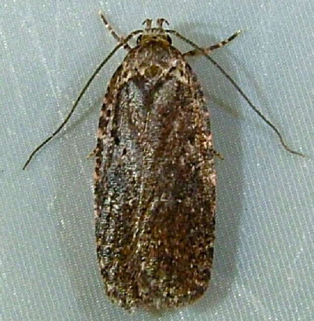 Image of Agonopterix oregonensis Clarke 1941