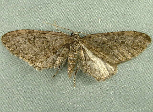 Image of Eupithecia olivacea Taylor 1906