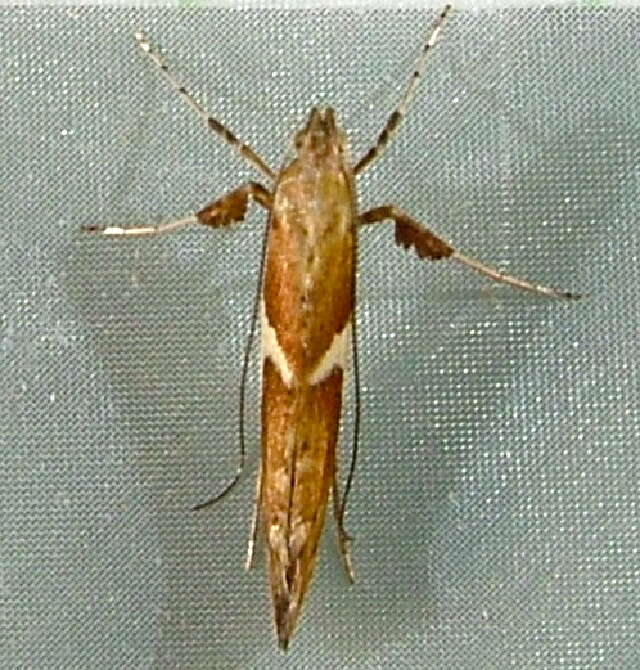 Image of Caloptilia stigmatella (Fabricius 1781)