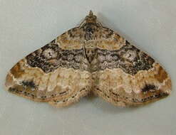 Image of dark-barred twin-spot carpet