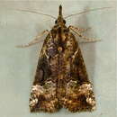 صورة <i>Hypena decorata</i>