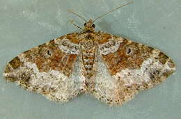 Image of dark-barred twin-spot carpet