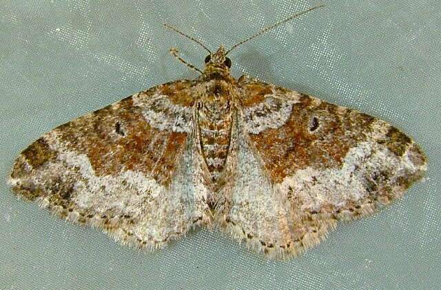 Image of dark-barred twin-spot carpet