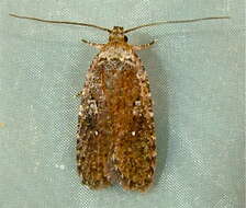 Image of Agonopterix oregonensis Clarke 1941