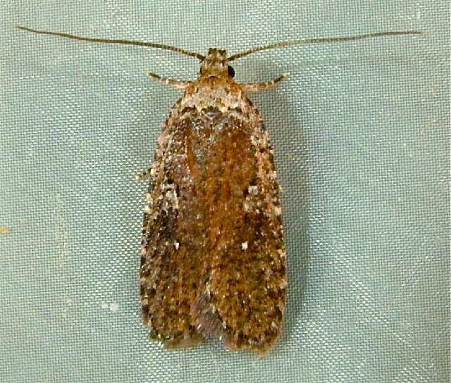 Image of Agonopterix oregonensis Clarke 1941