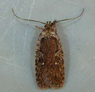 Image of Agonopterix oregonensis Clarke 1941