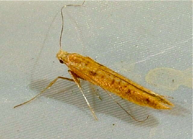 Image of Caloptilia