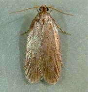 Image of Depressaria