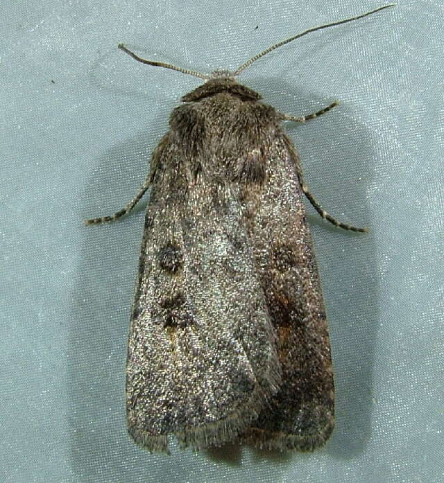 Image of The Mottled Rustic, Brungult Lövfly