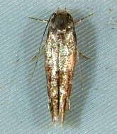 Image of Mompha unifasciella