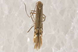 Image of Cosmopterix fernaldella Walsingham 1882