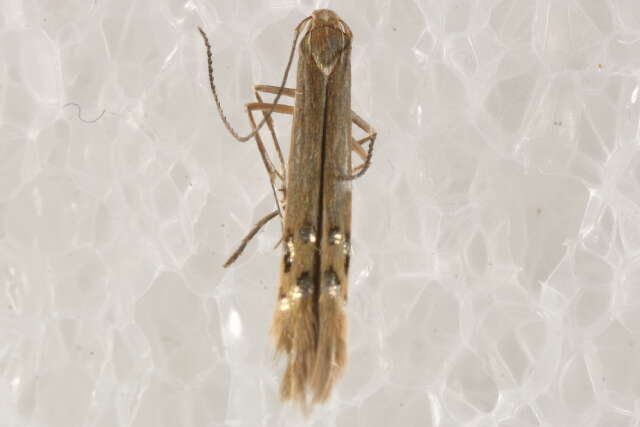 Image of Cosmopterix fernaldella Walsingham 1882