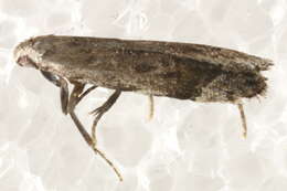 Image of Anacampsis