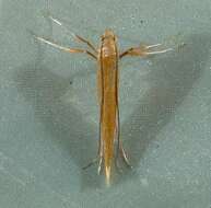 Image of Caloptilia