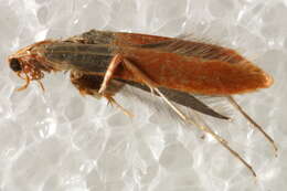 Image of Caloptilia