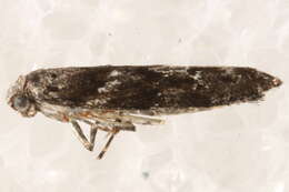 Image of Coleotechnites blastovora McLeod 1962