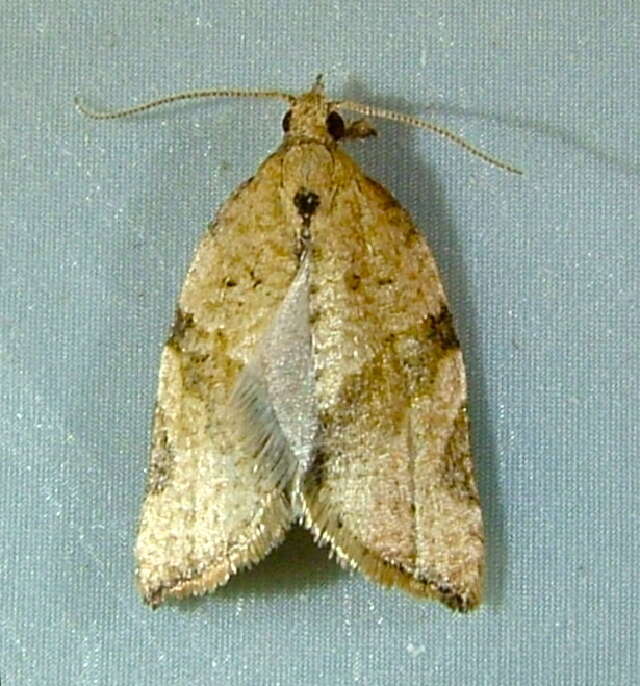 Image of Orange Tortrix