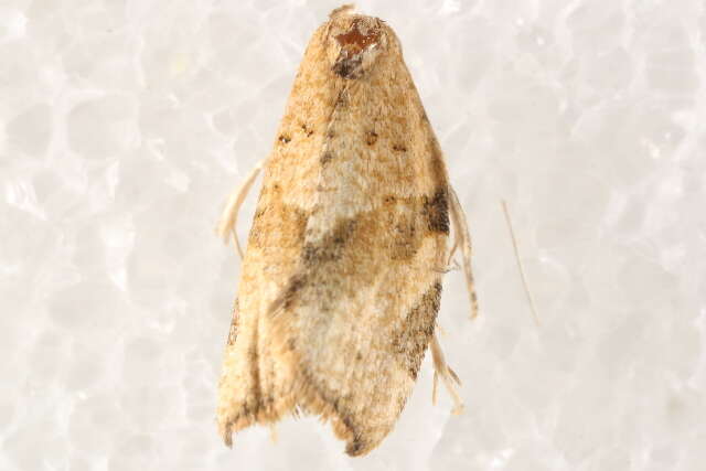 Image of Orange Tortrix