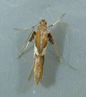 Image of Caloptilia stigmatella (Fabricius 1781)