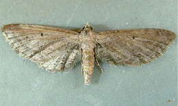 Image of Eupithecia bivittata Hulst 1896