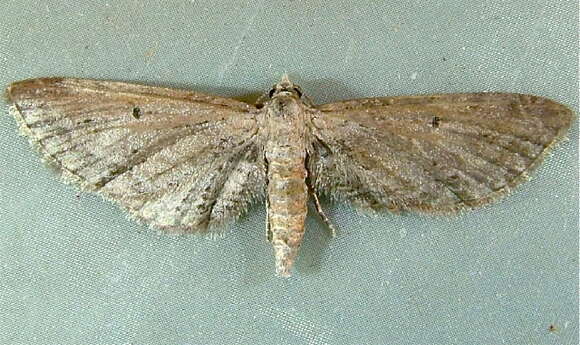 Image of Eupithecia bivittata Hulst 1896