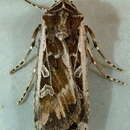 Слика од Euxoa (Orosagrotis) wilsoni Grote 1873