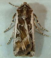 Слика од Euxoa (Orosagrotis) wilsoni Grote 1873