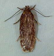 Image of <i>Depressaria daucella</i>