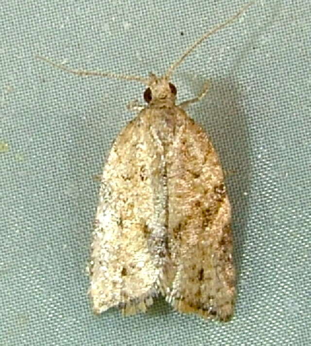 Image of Orange Tortrix