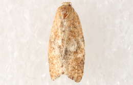 Image of Orange Tortrix