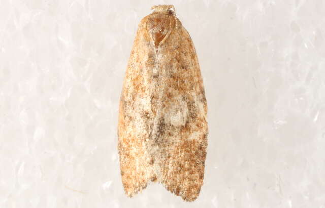 Image of Orange Tortrix