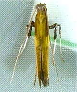 Image of Azalea leafminer