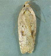 Image of Grass leafminer moth