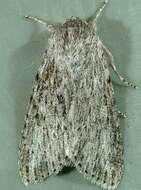 Image of <i>Acronicta oblinita</i>