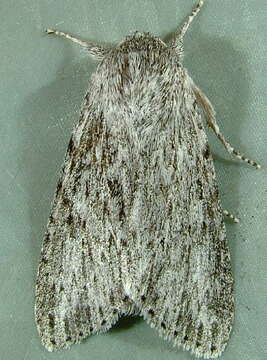 Imagem de <i>Acronicta oblinita</i>