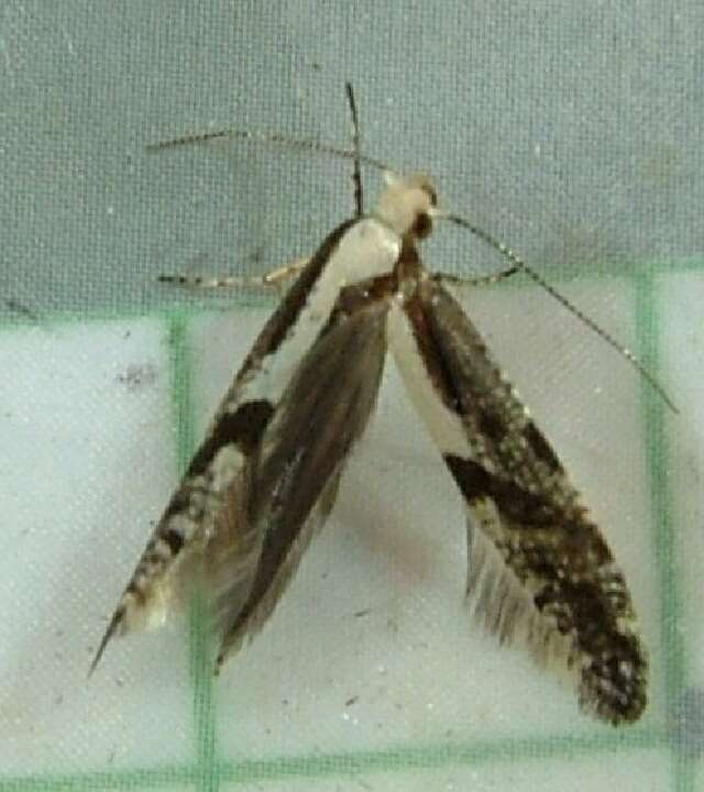 Image of Argyresthia conjugella