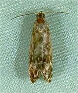 Image of <i>Grapholita packardi</i>