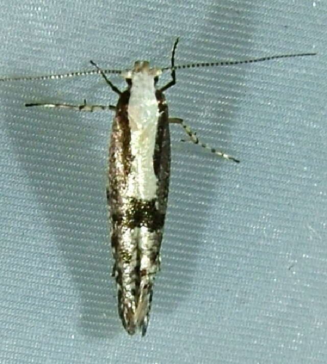 Image of Argyresthia conjugella