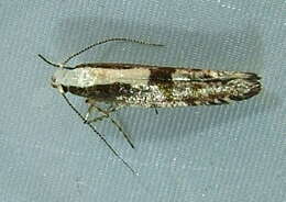 Image of Argyresthia conjugella