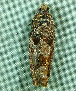 Image of Epinotia emarginana Walsingham 1879