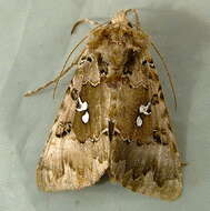 Image de Autographa corusca Strecker 1885