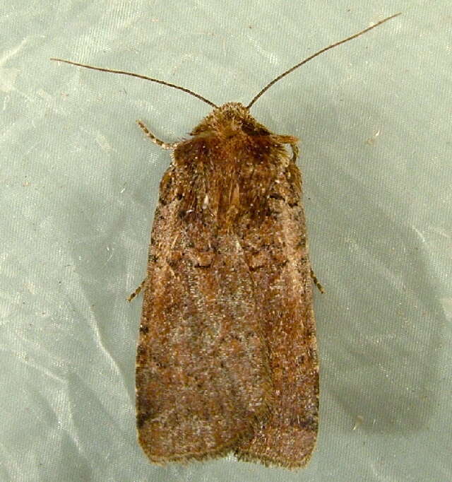 Plancia ëd <i>Parabagrotis insularis</i>