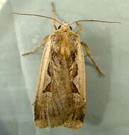 Image of <i>Parabagrotis sulinaris</i> Lafontaine