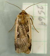 Image of <i>Parabagrotis sulinaris</i> Lafontaine