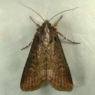 Image of pearly underwing