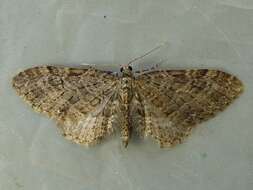 Image of Eupithecia olivacea Taylor 1906